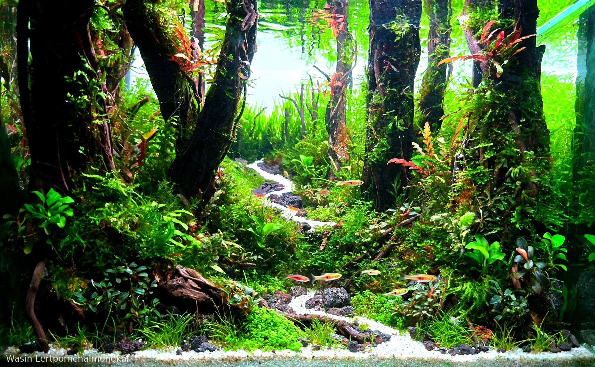 Green Path, first place in the AGA 2025 Aquatic Garden 0–45L category (a concave lava-rock-and-wood layout with a rising sand path leading to a backlit horizon). Aquascape by Wasin Lertpornchaimongkol (Thailand).