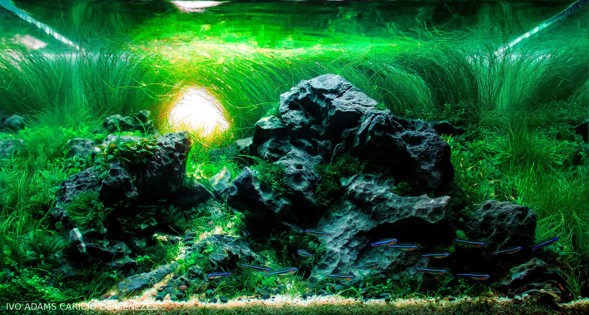 Jade's-Path, second place in the AGA 2025 Aquatic Garden 0–45L category (a cyan-and-cool-green layout with dense planting under RGB lighting). Aquascape by Ivo Adams Caricio De Menezes (Brazil).