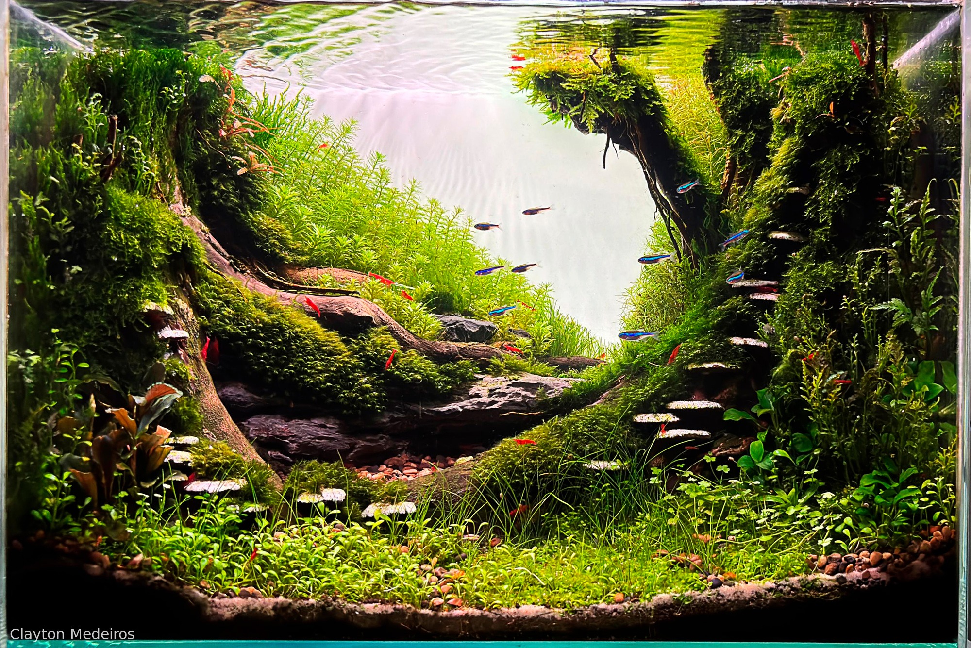 Mushroom, third place in the AGA 2025 Aquatic Garden 0–45L category (a concave, valley-like layout where wood and fine planting on the sides frame a brighter open center). Aquascape by Clayton Medeiros (Brazil).