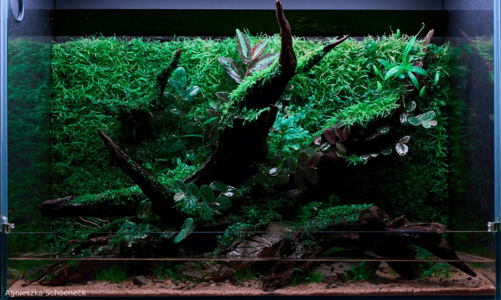 Emerald Wilds, second place in the 2025 AGA paludarium category by Agnieszka Schoeneck: a steep vertical driftwood-and-stone cliff with Nepenthes in the upper right.