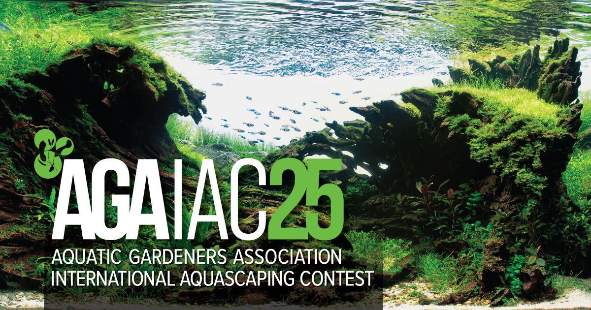 2025 Paludarium Design Trends: Aquascaping Inspiration & The Riparian Renaissance