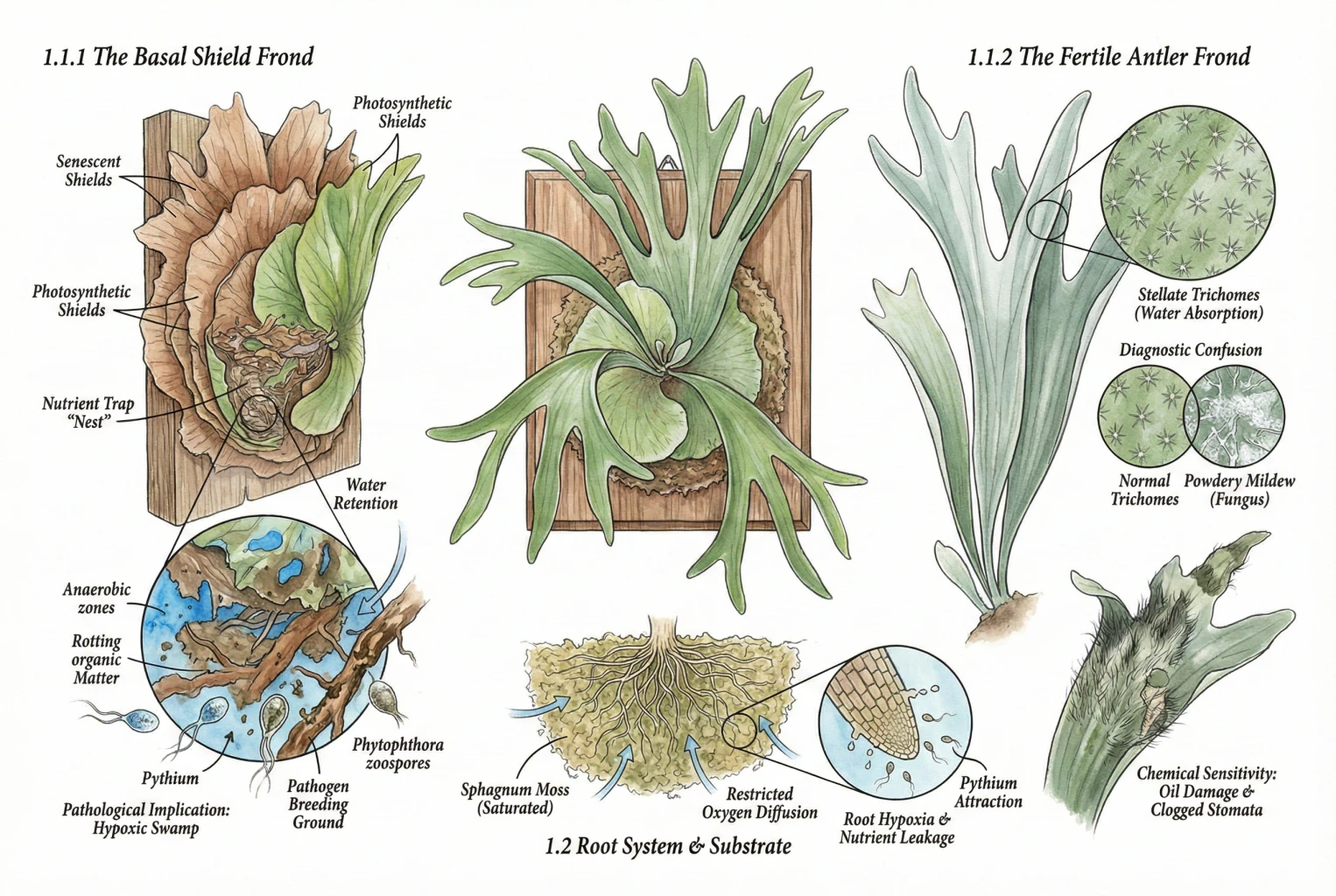 Illustrated diagram of staghorn fern anatomy: sterile basal shield fronds, fertile antler fronds, and the root mass behind the shields.
