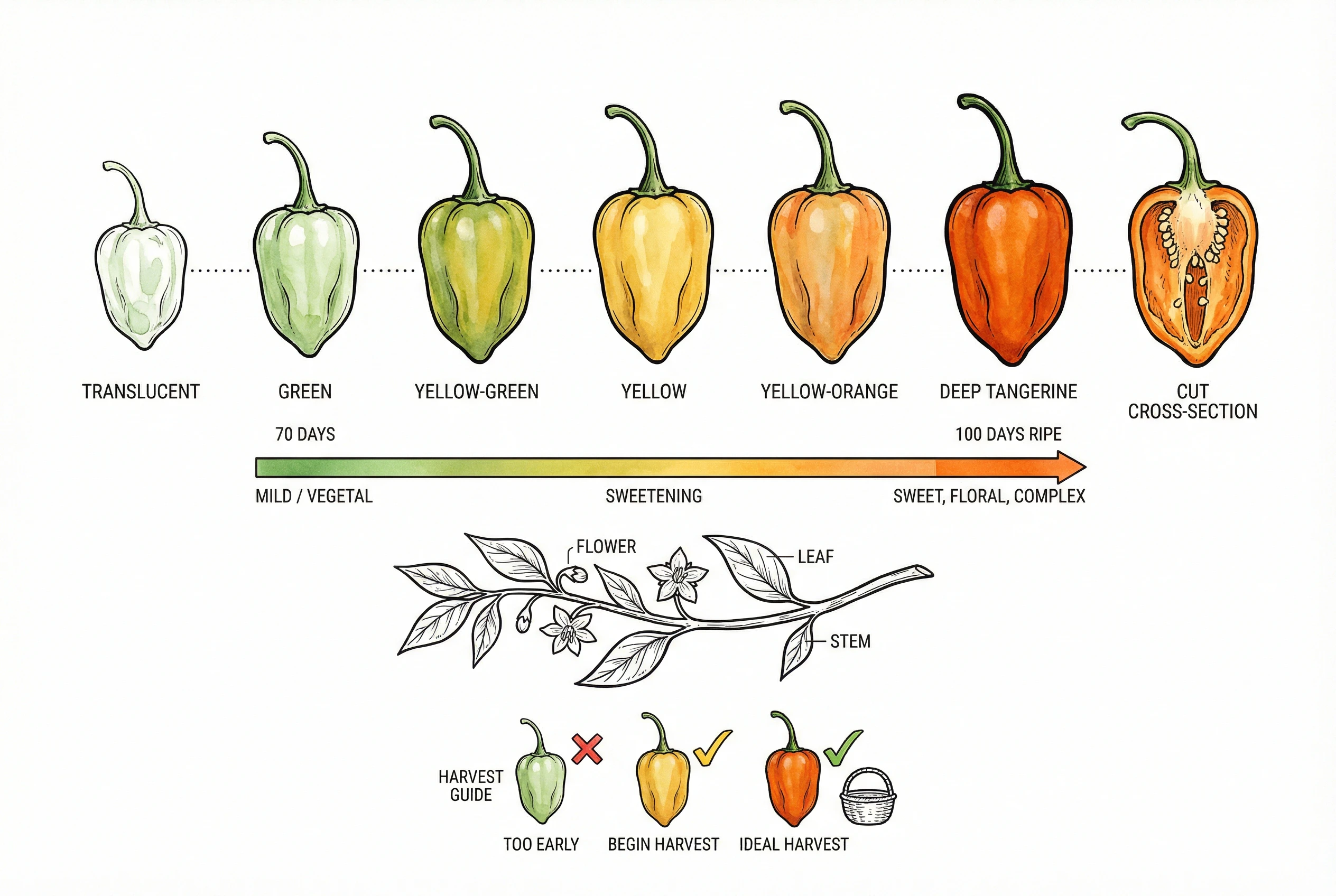 Illustration of Habanada color stages progressing from green to ripe tangerine-orange