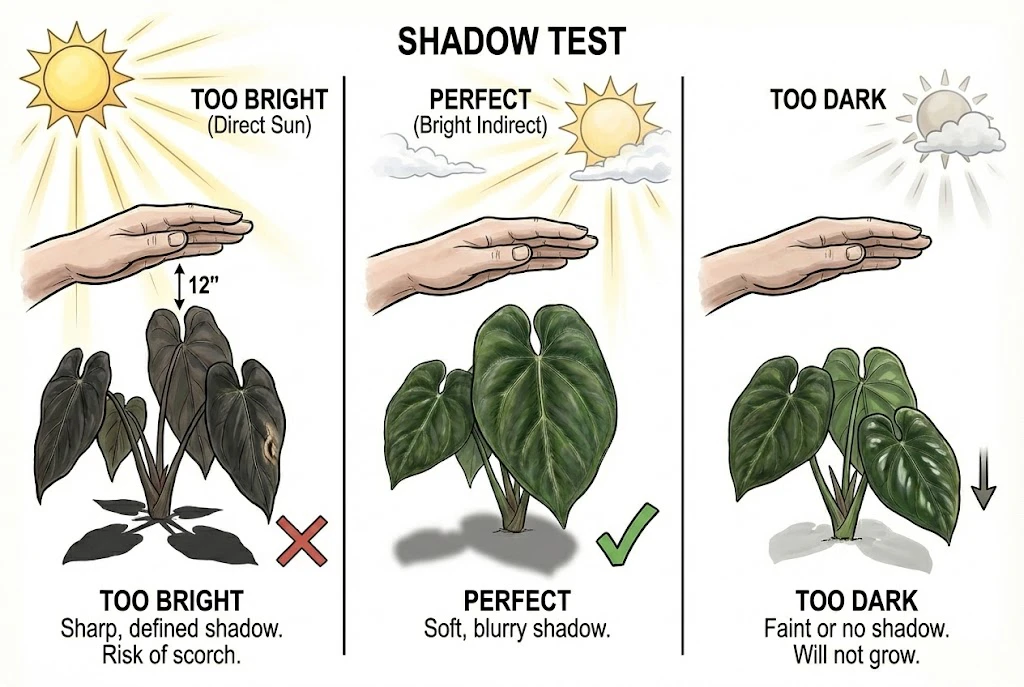 Conceptual illustration of the hand-shadow test showing sharp, soft, and faint shadows. A rough cue, not a substitute for a light meter.