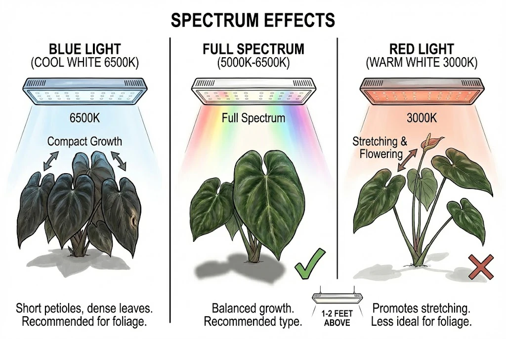 Conceptual illustration comparing growth under blue-heavy, full-spectrum, and red-heavy light. Simplified; real responses depend on total intensity and red:far-red ratio.
