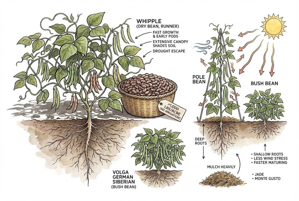 An illustration of the dry bean Whipple with a label noting its bush growth habit and yields reported over 1,000 pounds per acre in some trials.
