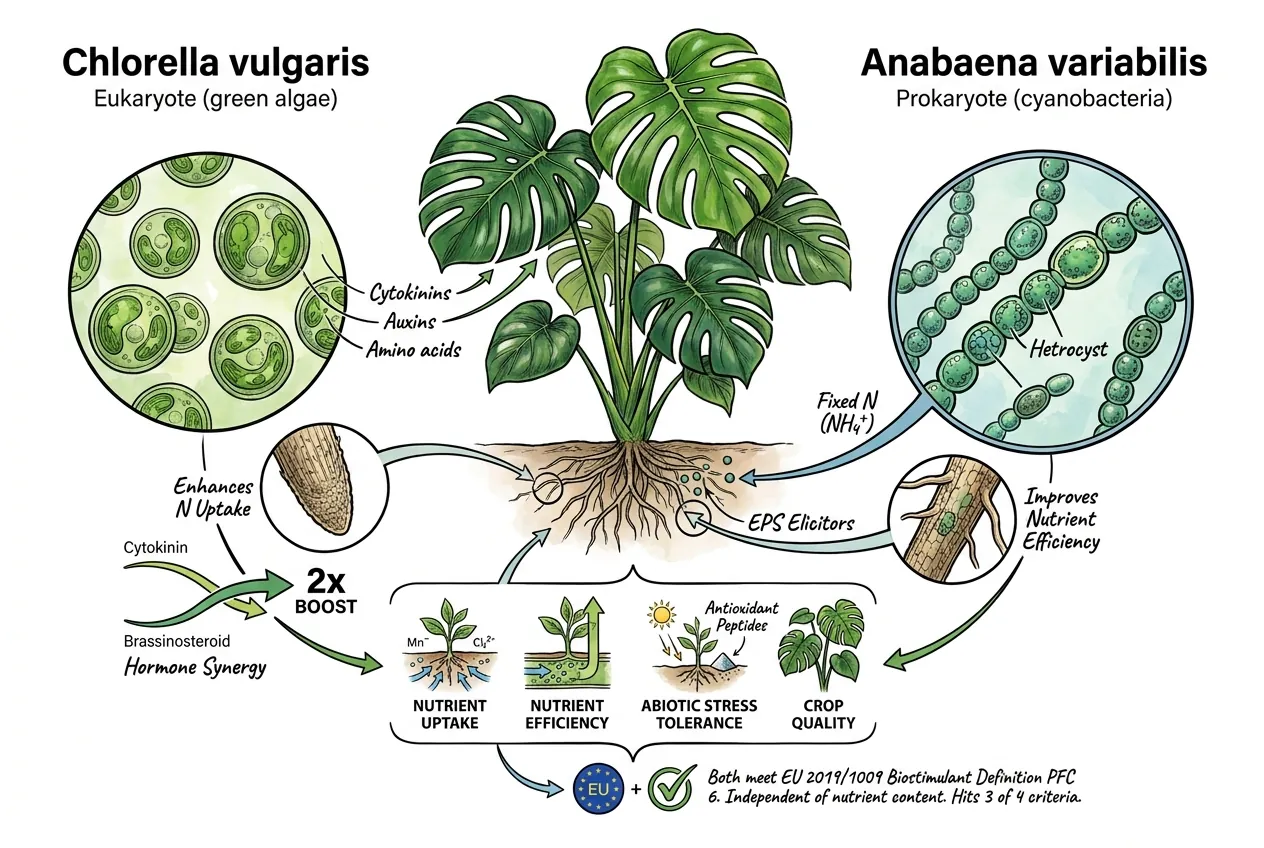 Conceptual diagram of biostimulant categories for microalgae and cyanobacteria