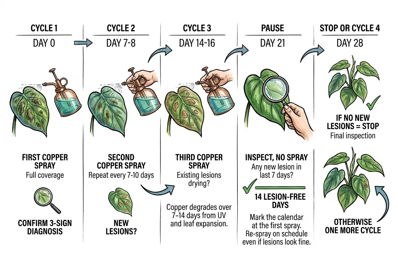 Calendar marked with copper spray cycles over several weeks