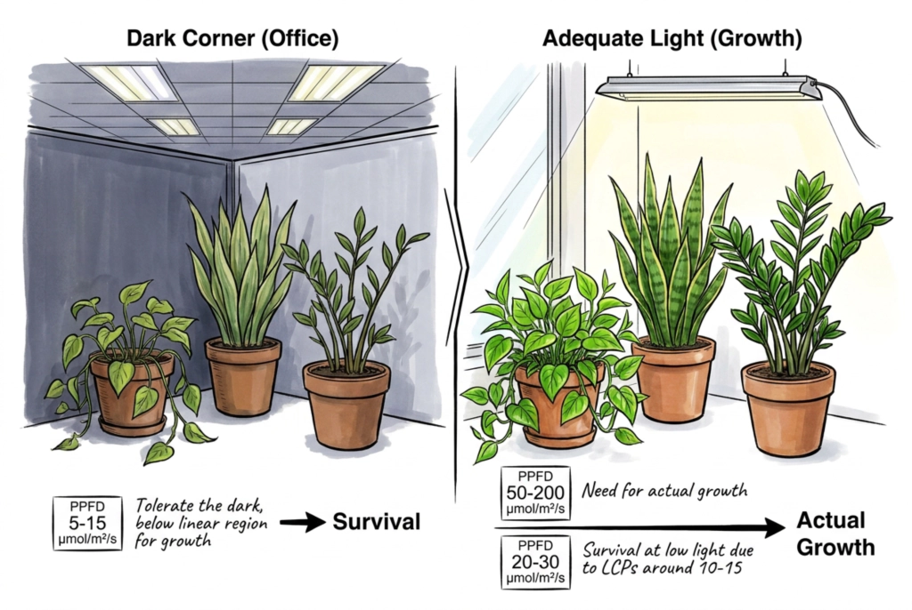 Plantas tolerantes a poca luz en un rincón tenue, sobreviviendo pero sin crecer activamente