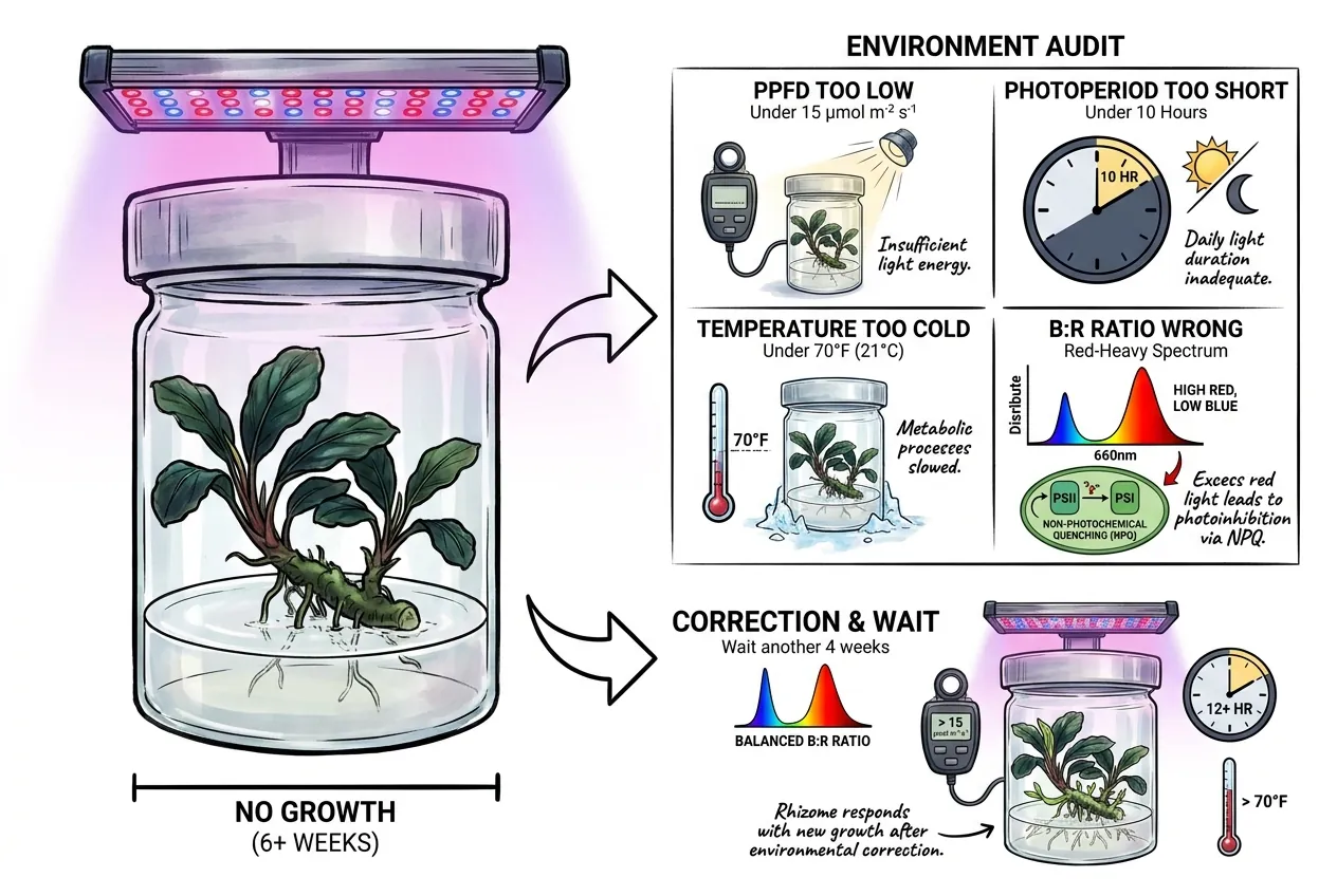 Illustration of an environment checklist for a stalled rhizome