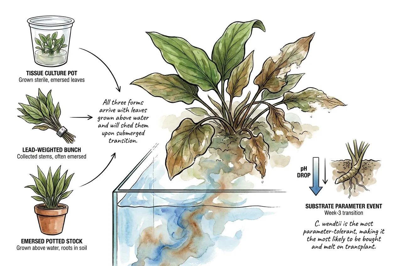 Tissue-culture Cryptocoryne wendtii pot dropping emersed leaves underwater