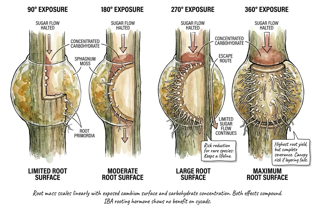 Illustration relating wound exposure angle to number of roots on a cycad trunk