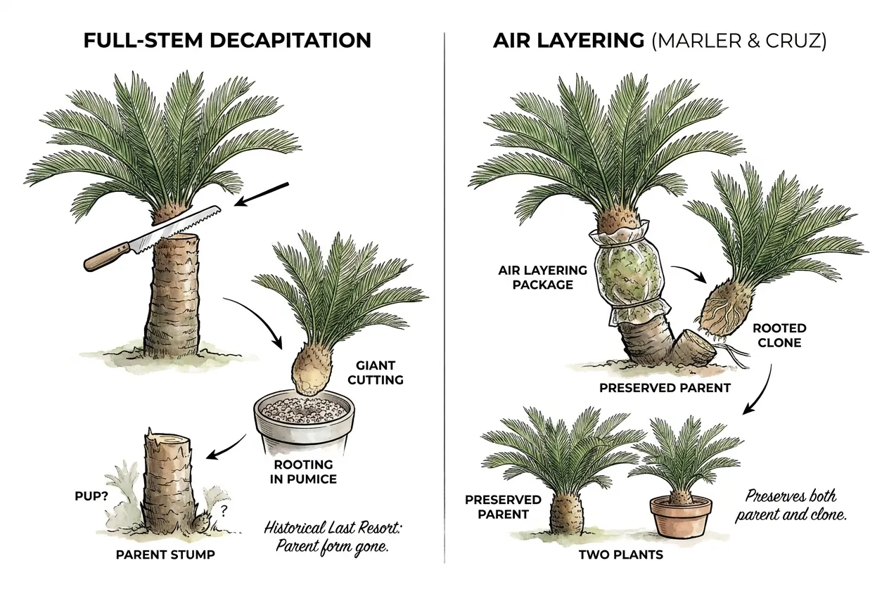 Illustration of a decapitated cycad trunk prepared as a full-stem cutting